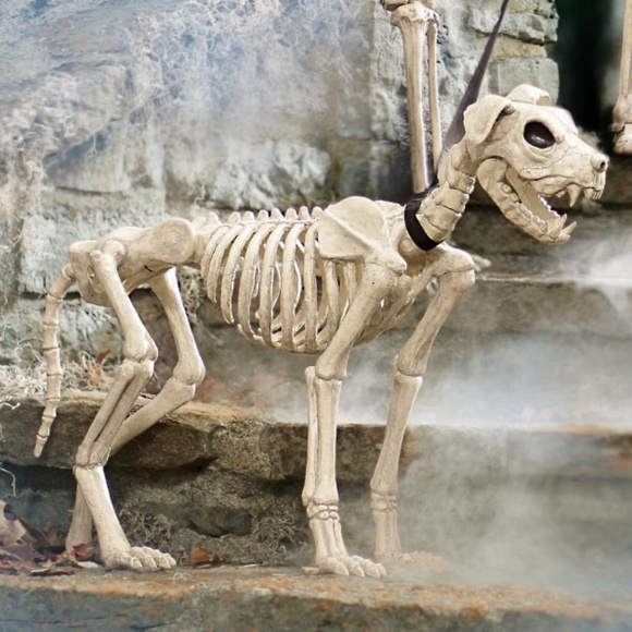 Grandin Road Shadow the Skeleton Dog on Leash large - Picture 6 of 9